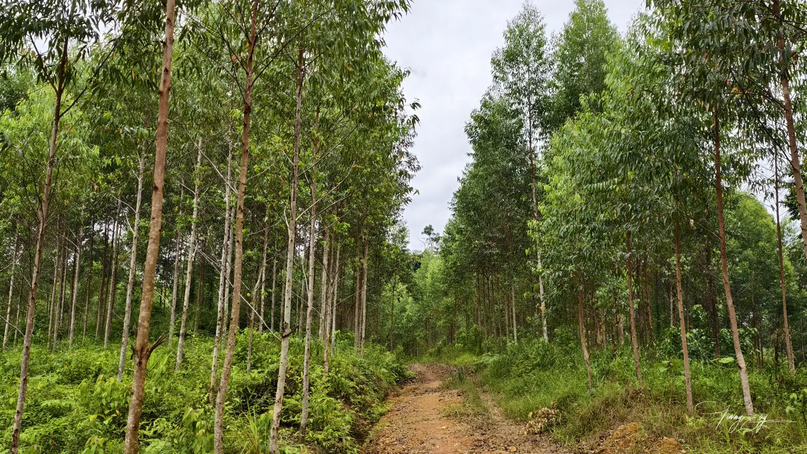 Eucalyptus plantation grown by Gembang Hijau in Kelantan, Malaysia