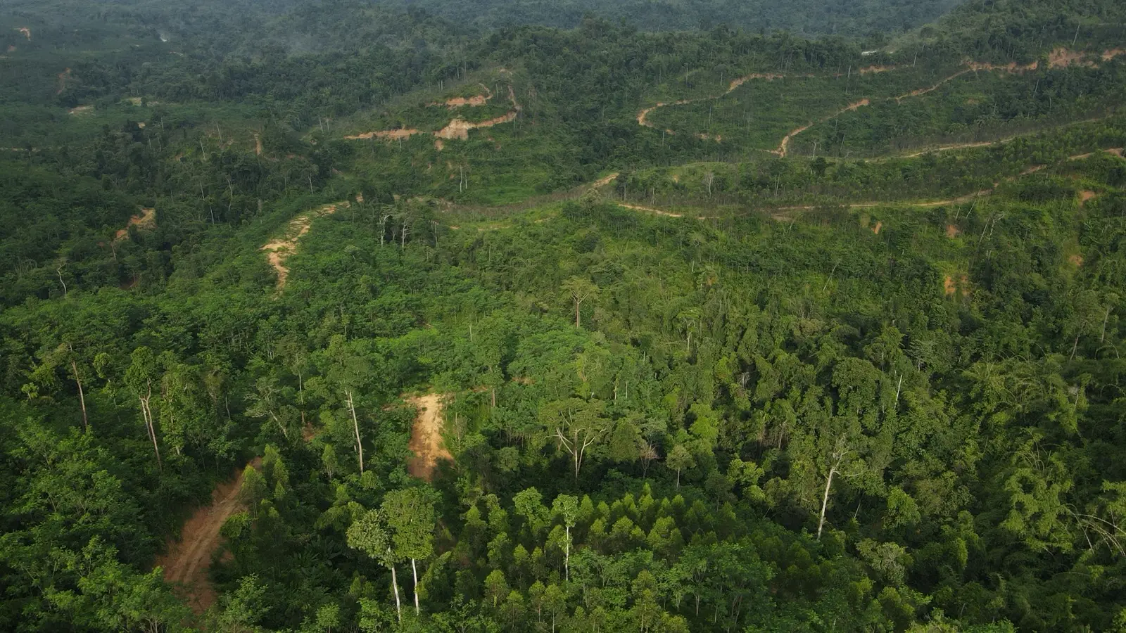 Aerial view of Gembang Hijau's 202-hectare forest plantation in Sokor Taku Forest Reserve, Kelantan