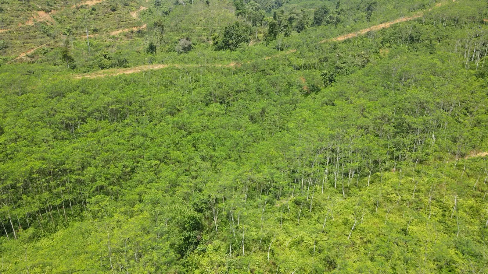 Albizia Batai Laut (Paraserianthes falcataria) trees at Gembang Hijau plantation, Kelantan