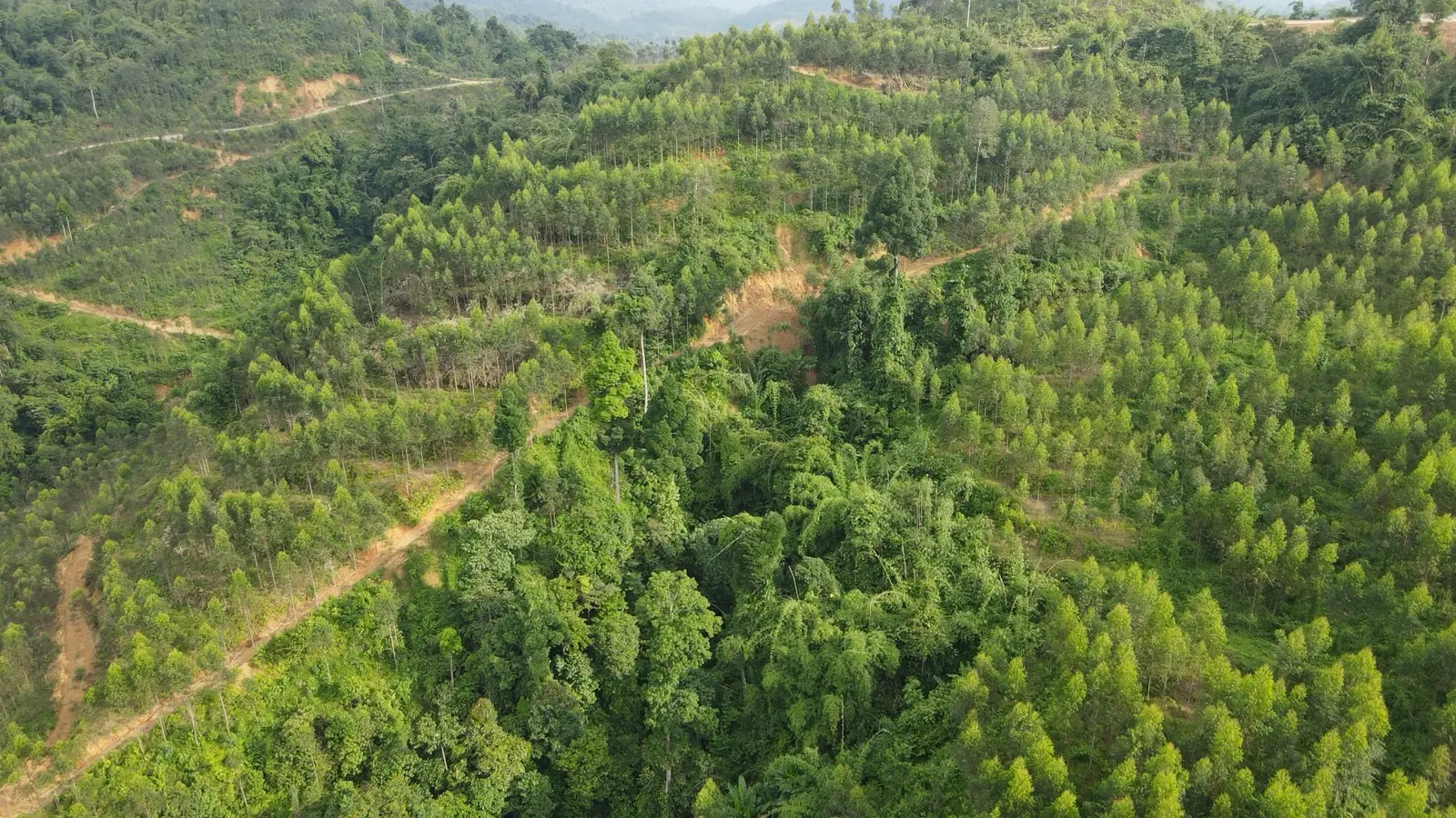 Sokor Taku Forest Reserve ecosystem bordering the Gembang Hijau concession, Tanah Merah, Kelantan