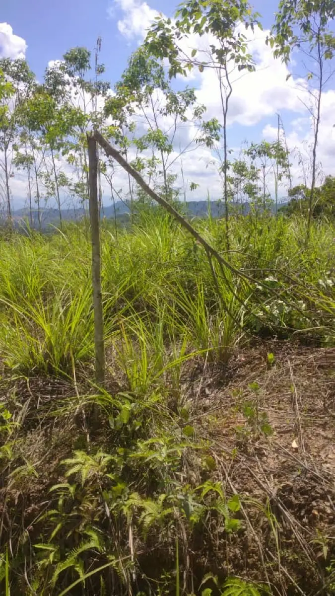 Crop damage left behind