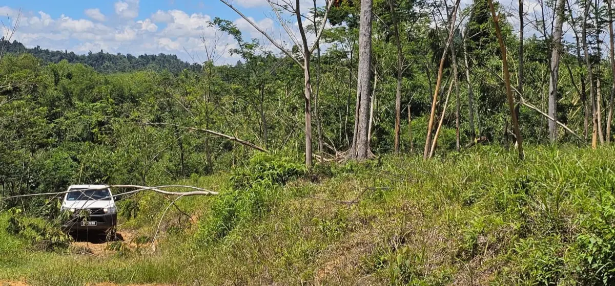 Fallen trees blocking the plantation access road