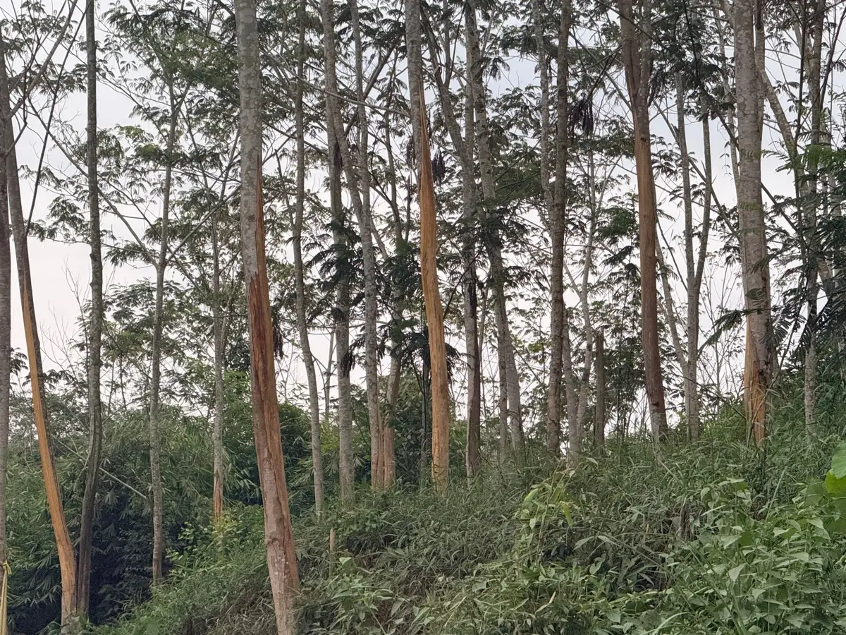 Bark stripped from tree trunks by elephants