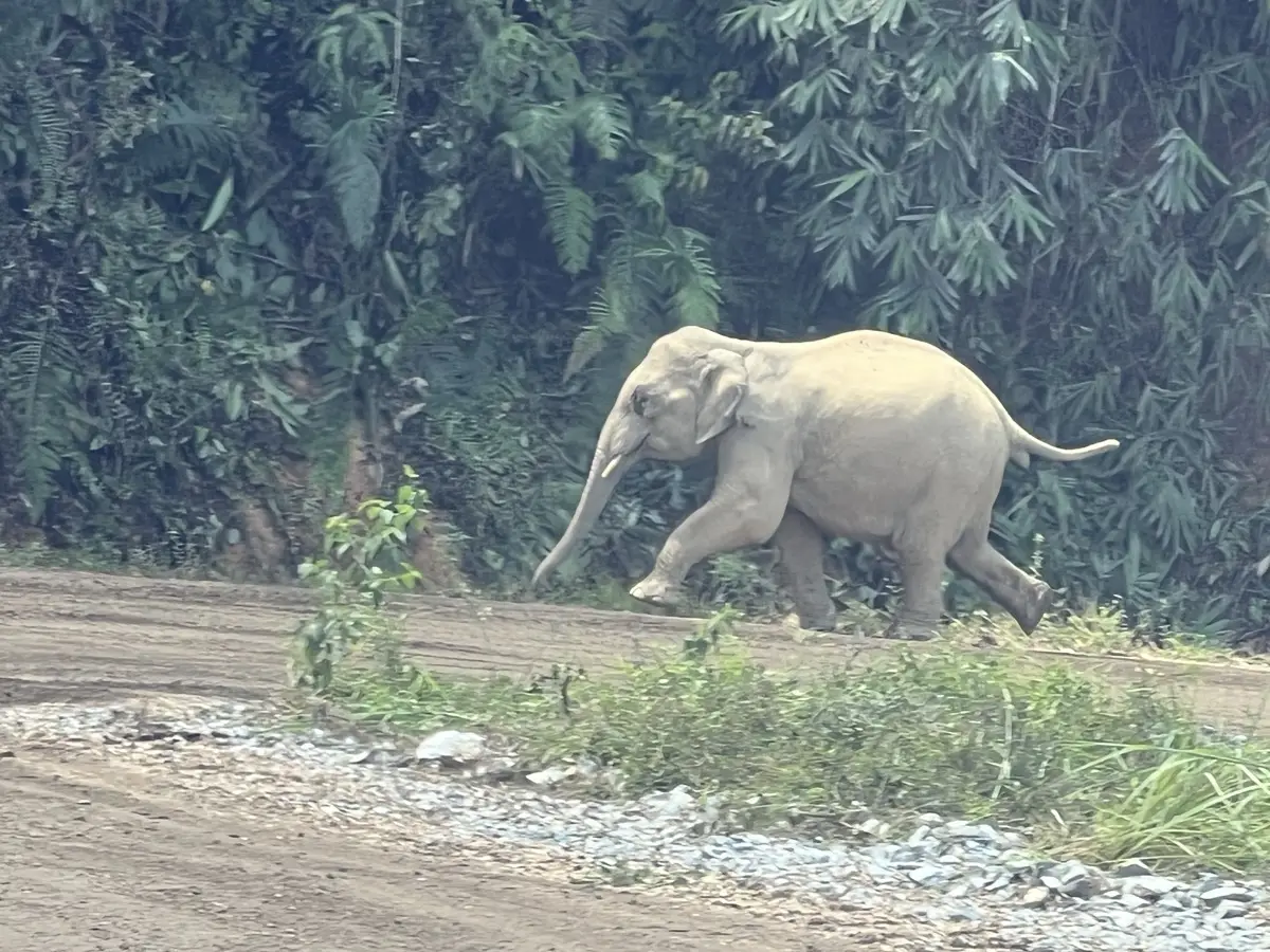 Wild elephants at the plantation border