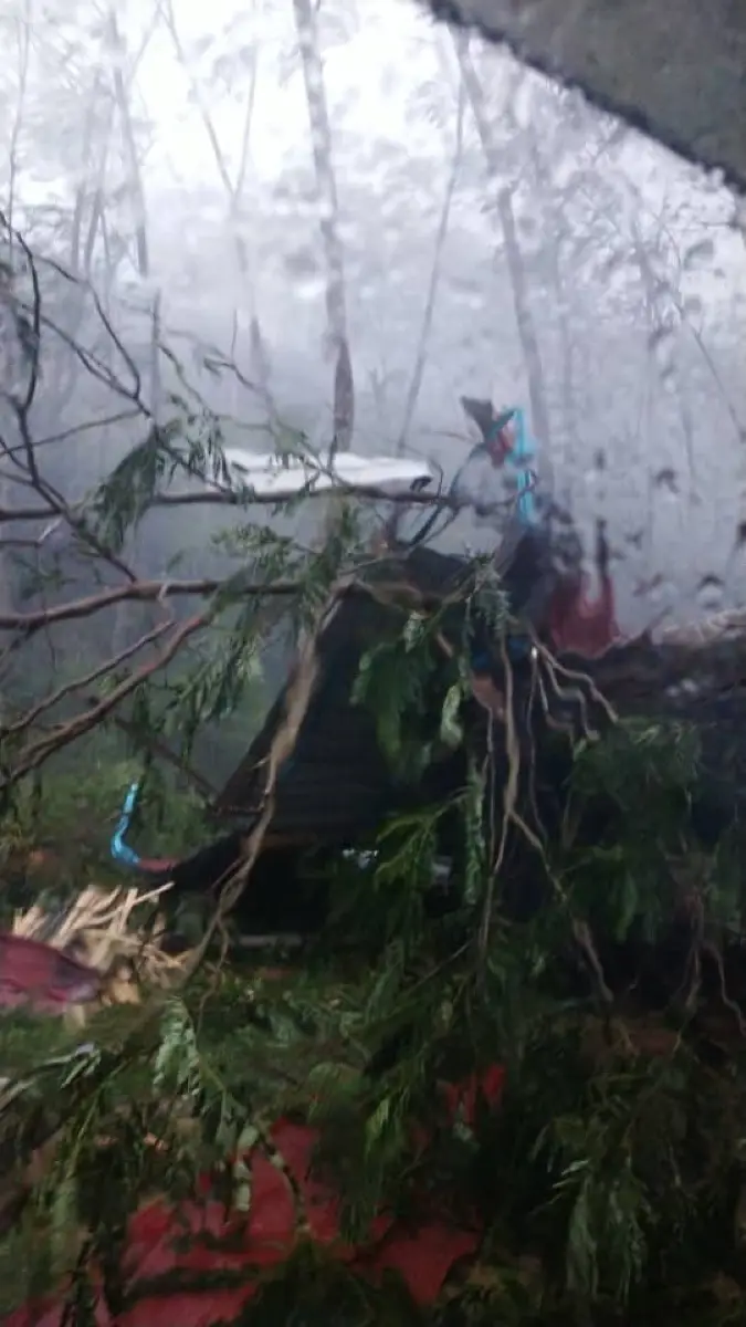 Damaged trees after the storm