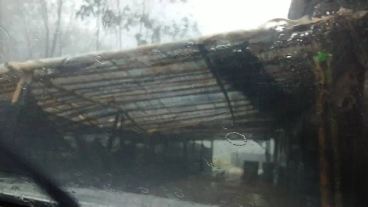 Fallen trees from extreme weather