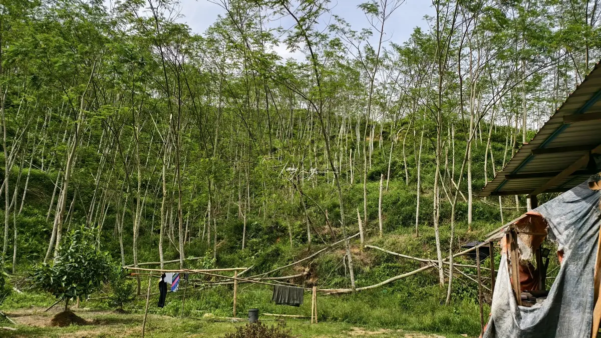 Crop damage from strong wind