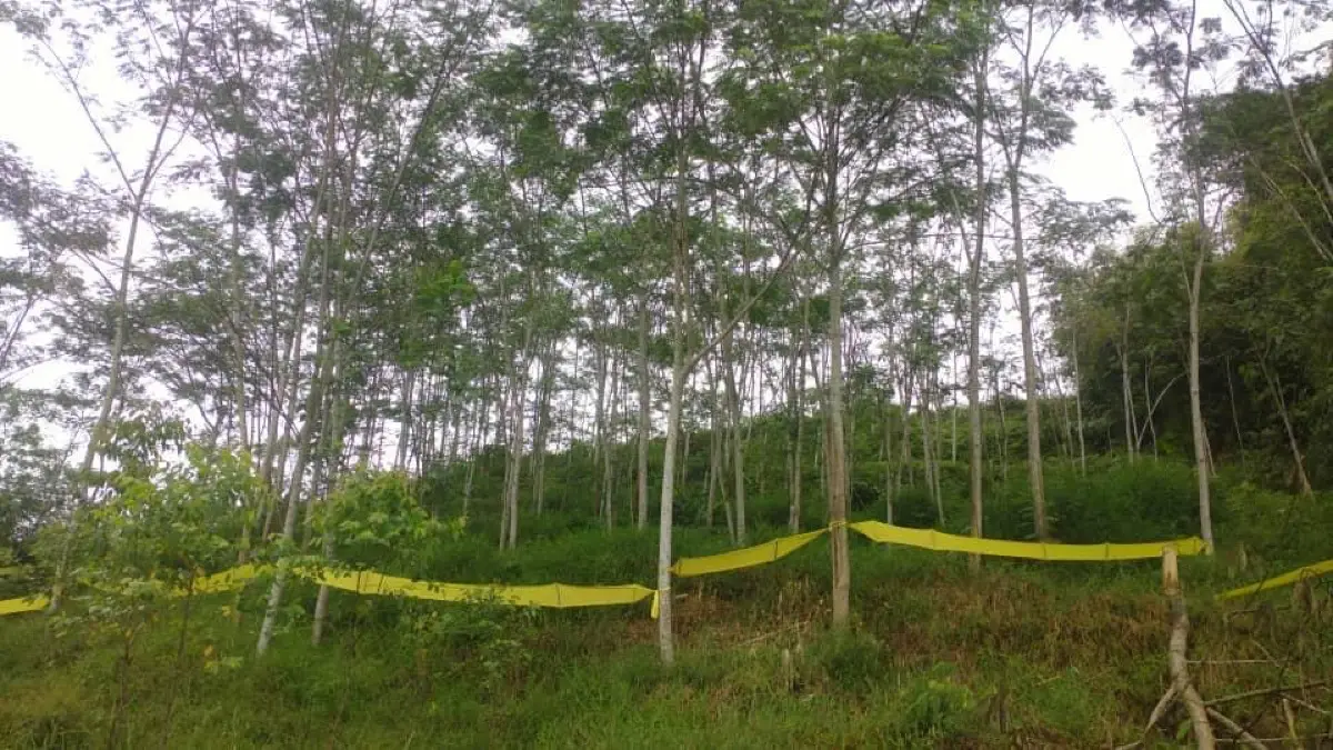 Marked boundary between plantation and wild forest