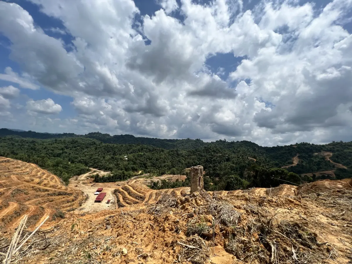 Mar 2022 — Terraced hillside under survey before clearing