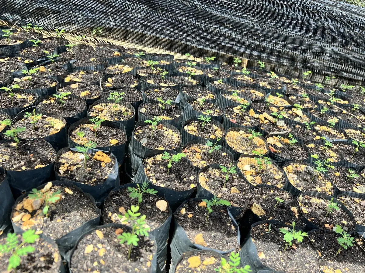 Apr 2022 — Seedlings in grow bags ready for planting