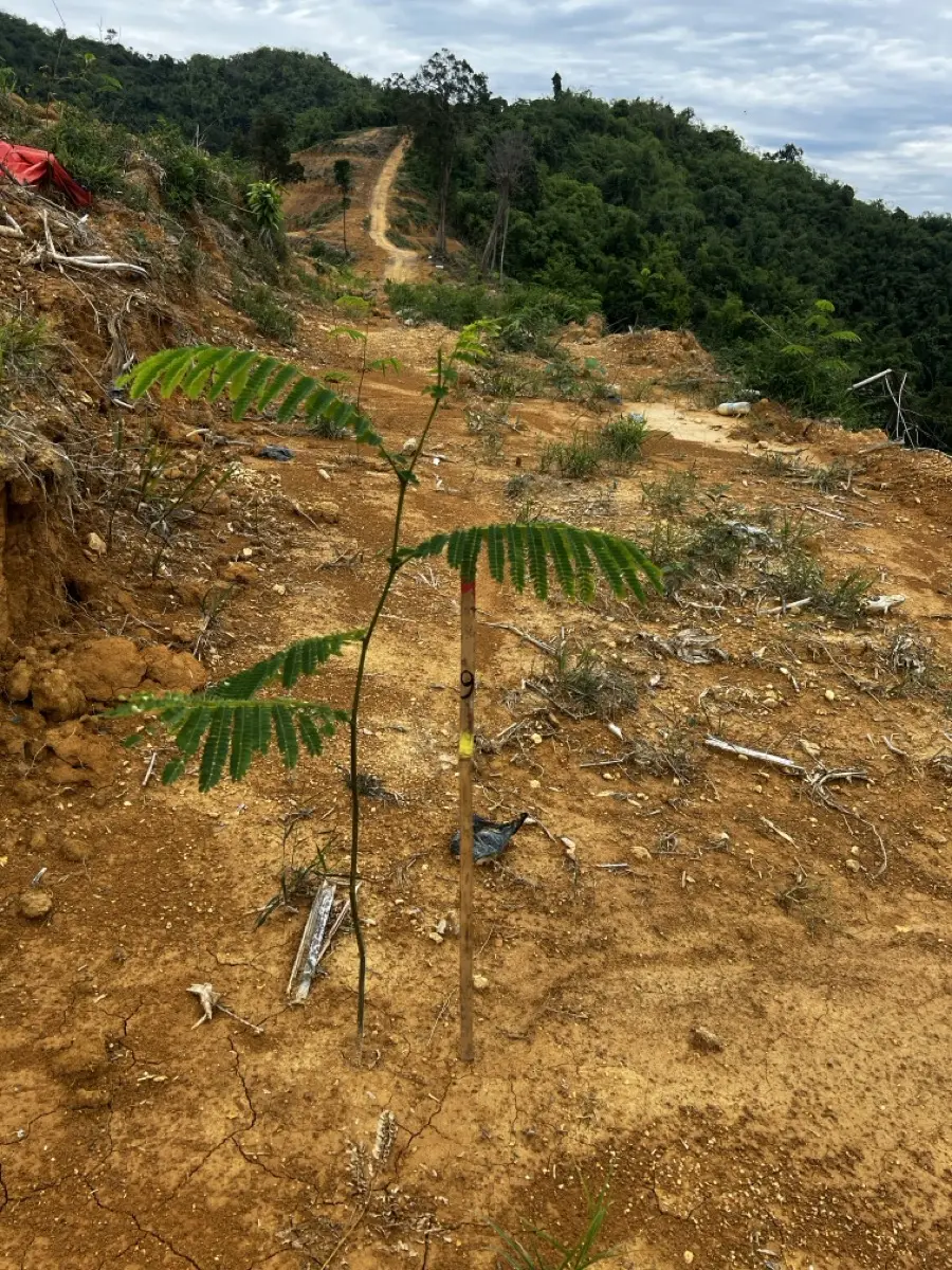 Aug 2022 — Seedlings taking hold