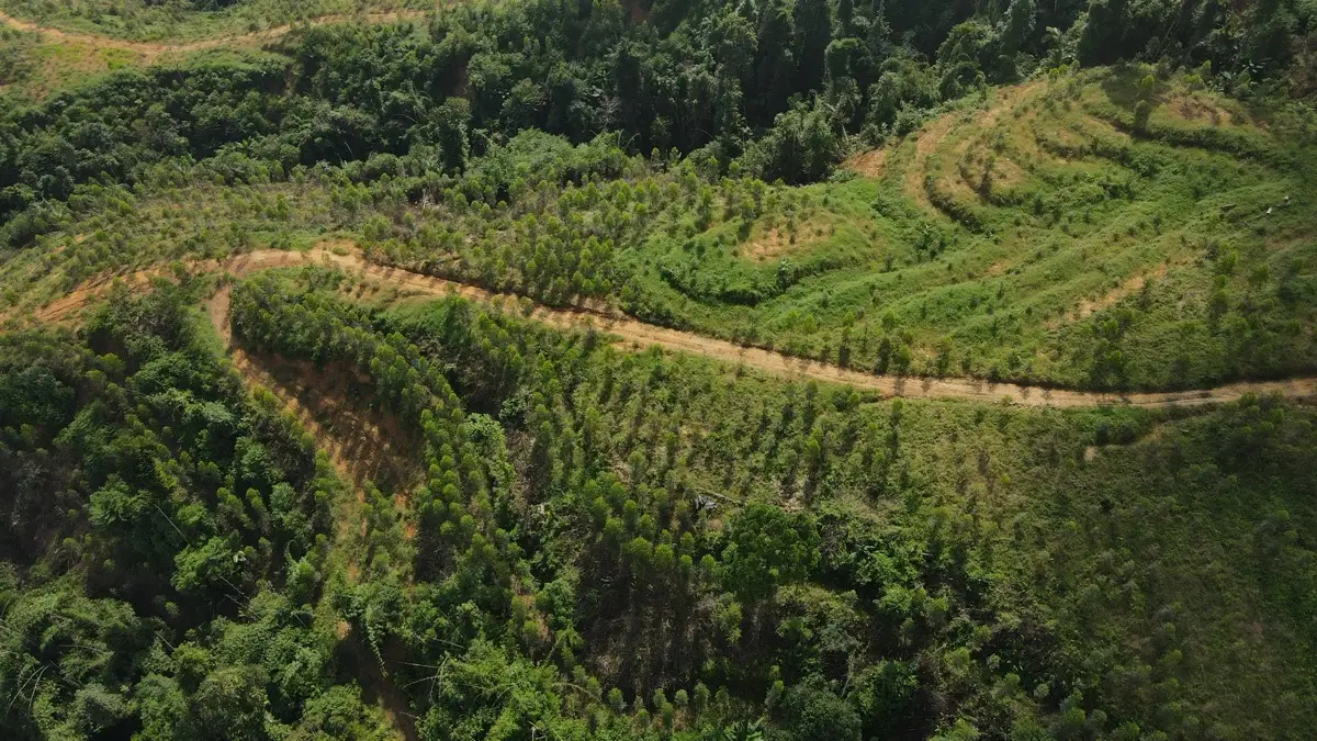Feb 2024 — Second-year canopy from the air