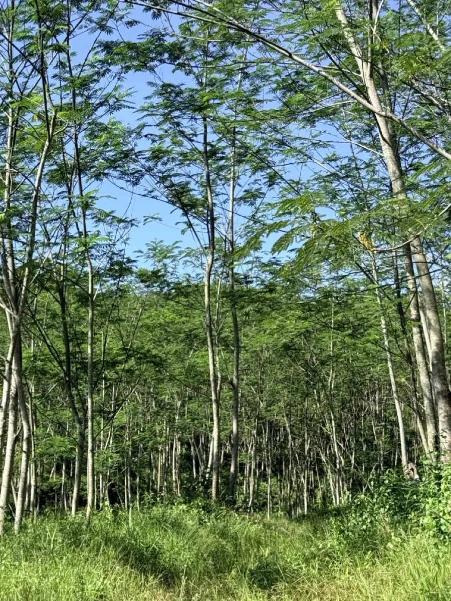 Jun 2025 — Established forest floor