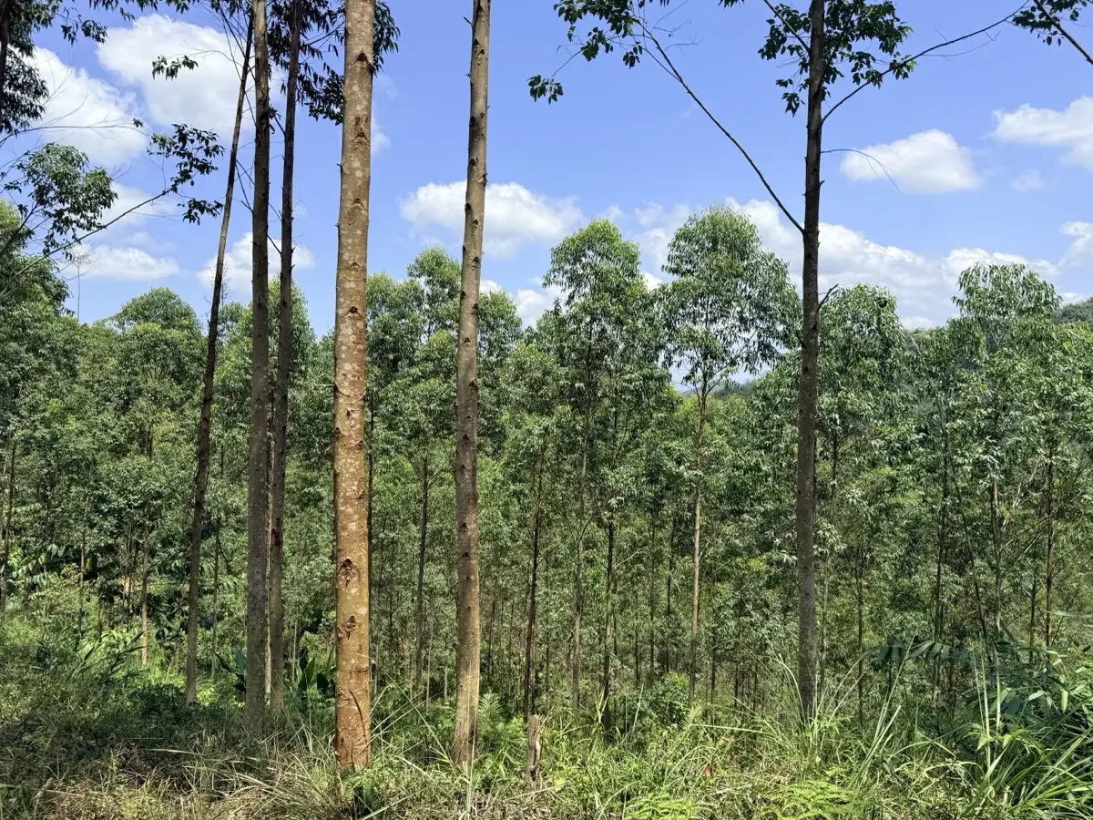 Apr 2026 — Full canopy