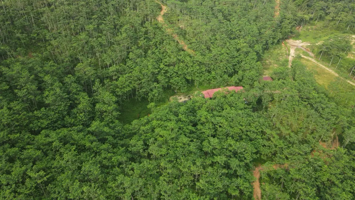 Albizia Batai Laut — the primary species